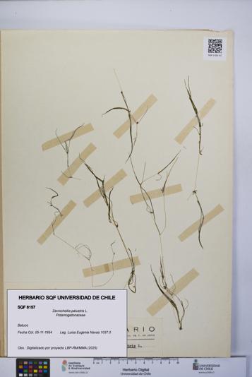 Zannichellia palustris [Espécimen: UCH:SQF:0008157]