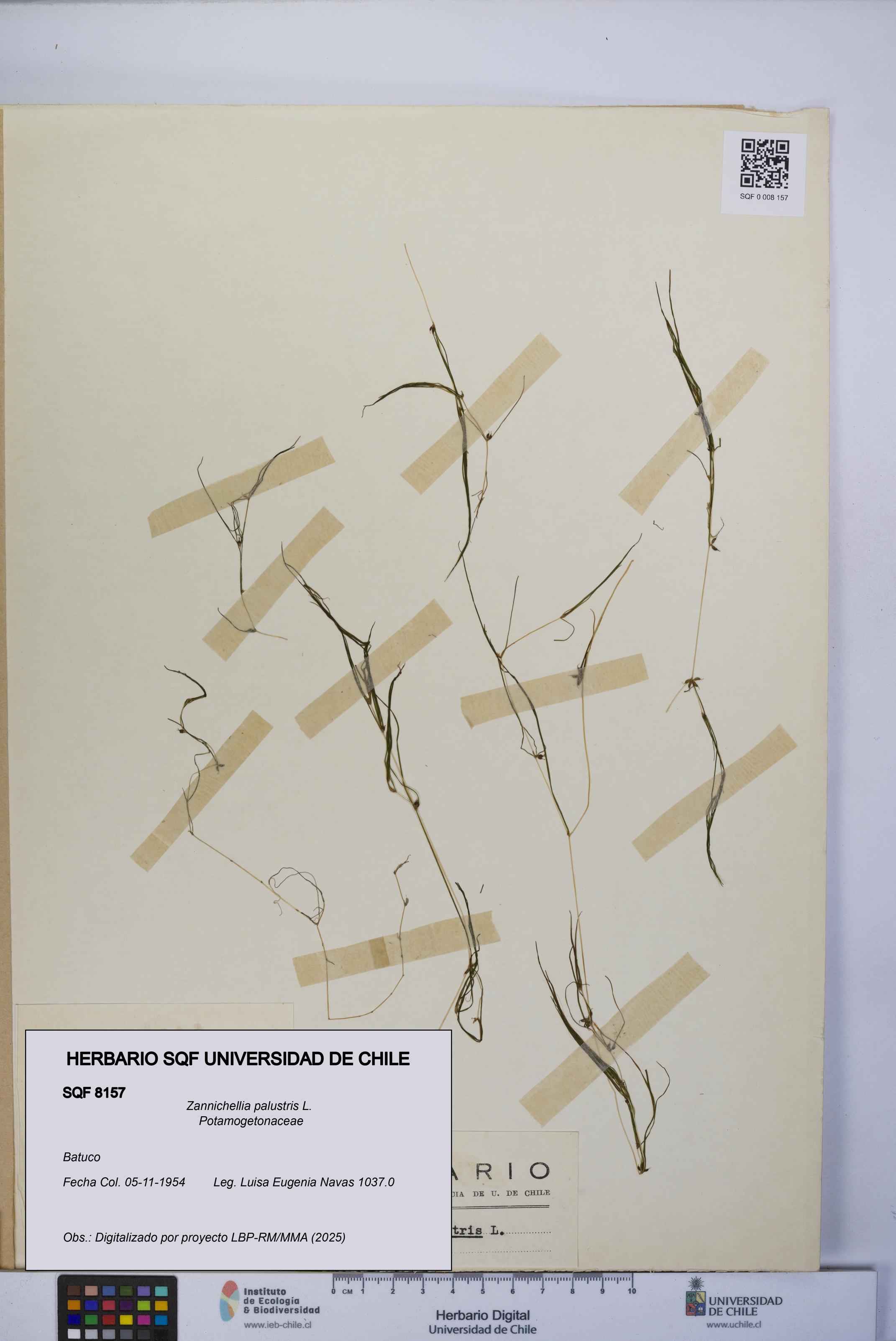 Zannichellia palustris [Espécimen: UCH:SQF:0008157]