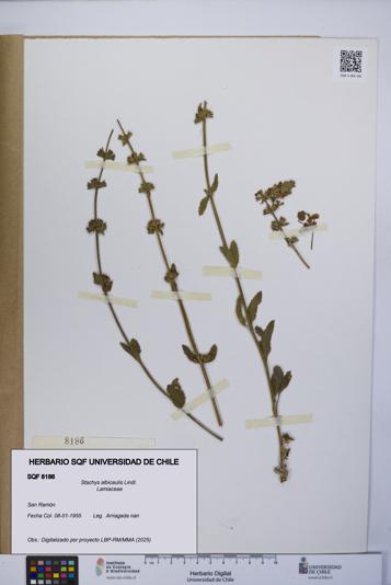 Stachys albicaulis [Espécimen: UCH:SQF:0008186]
