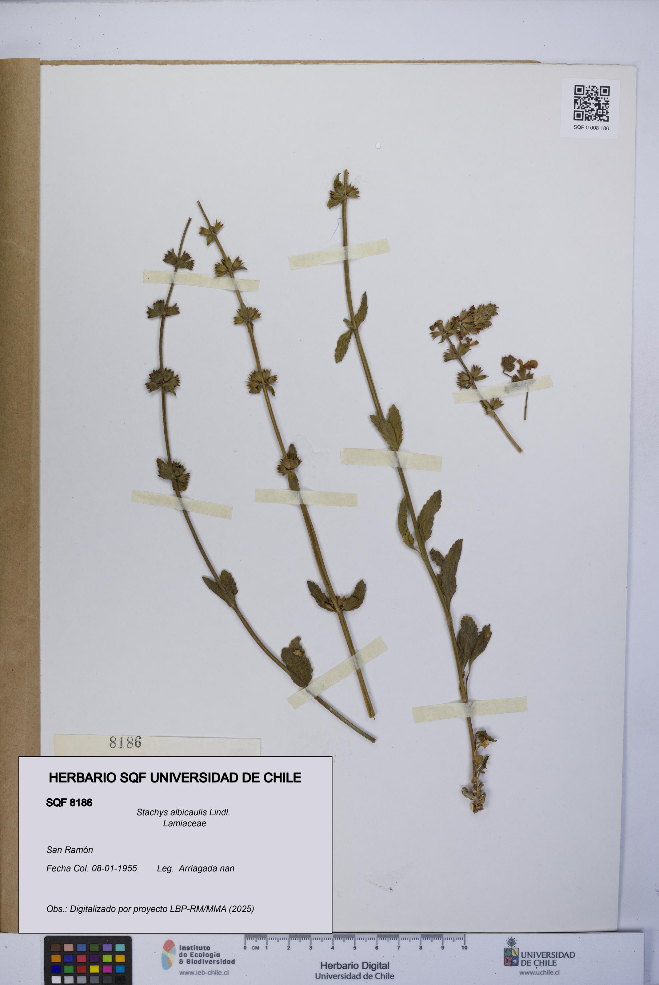 Stachys albicaulis [Espécimen: UCH:SQF:0008186]