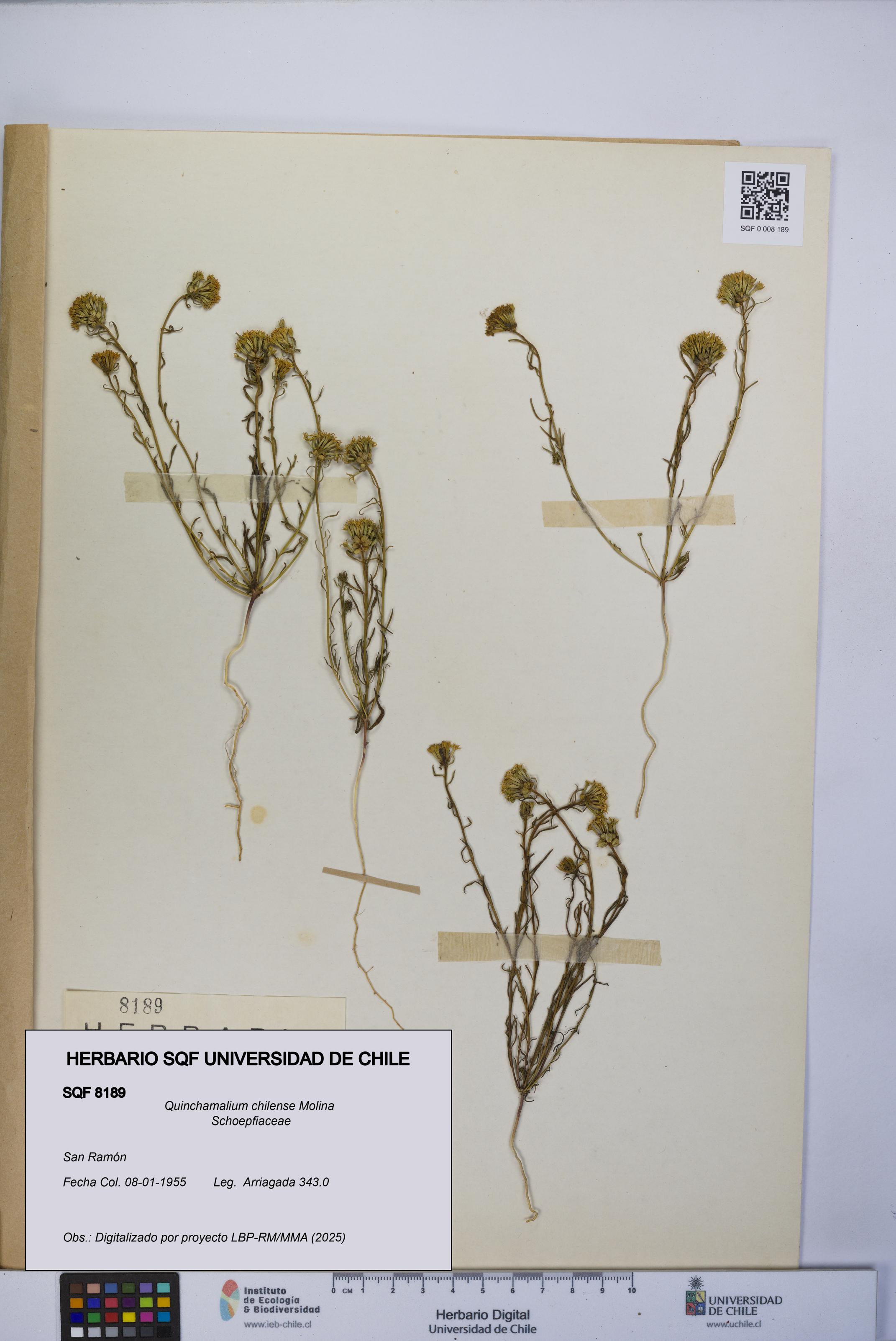 Quinchamalium chilense [Espécimen: UCH:SQF:0008189]