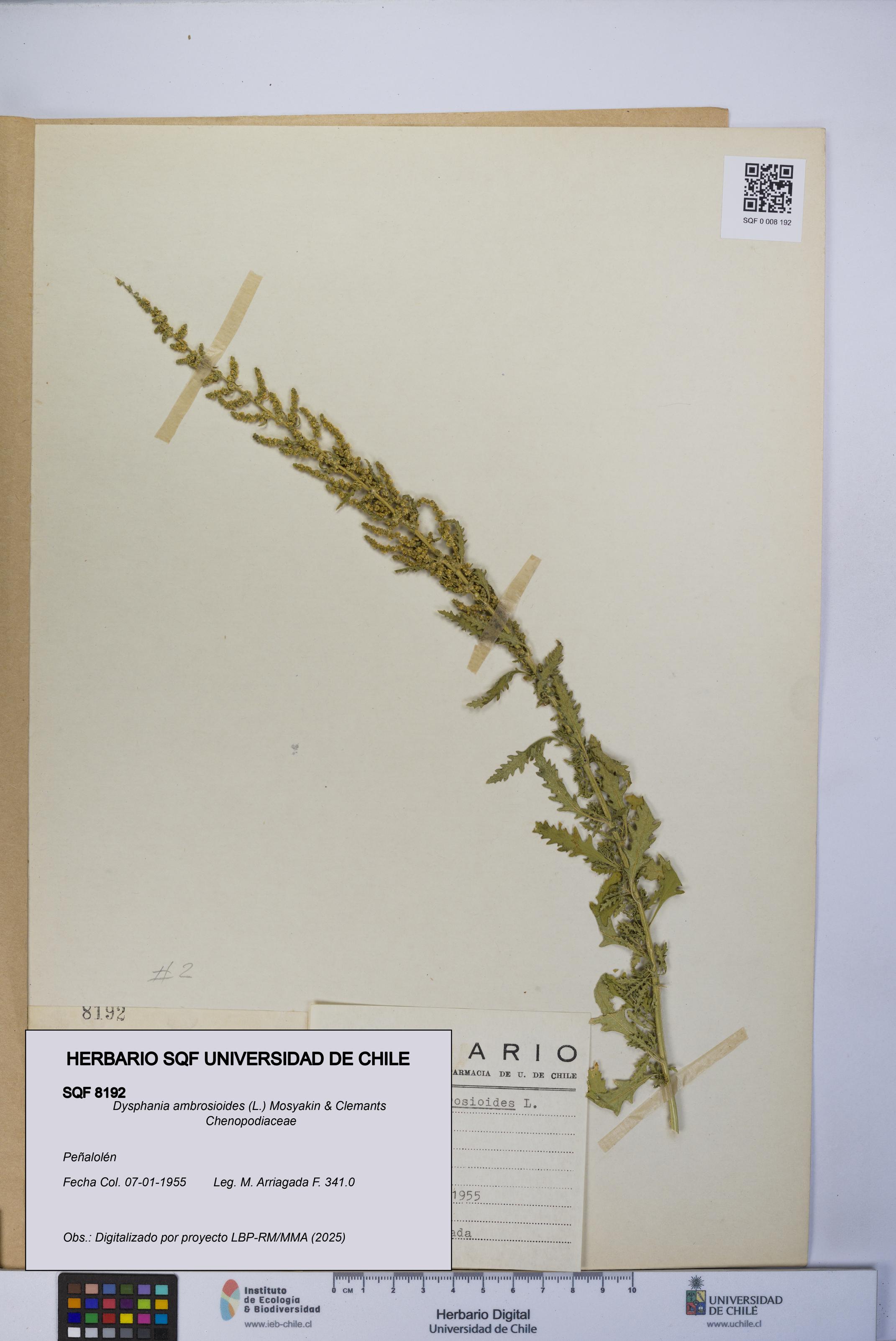 Dysphania ambrosioides [Espécimen: UCH:SQF:0008192]