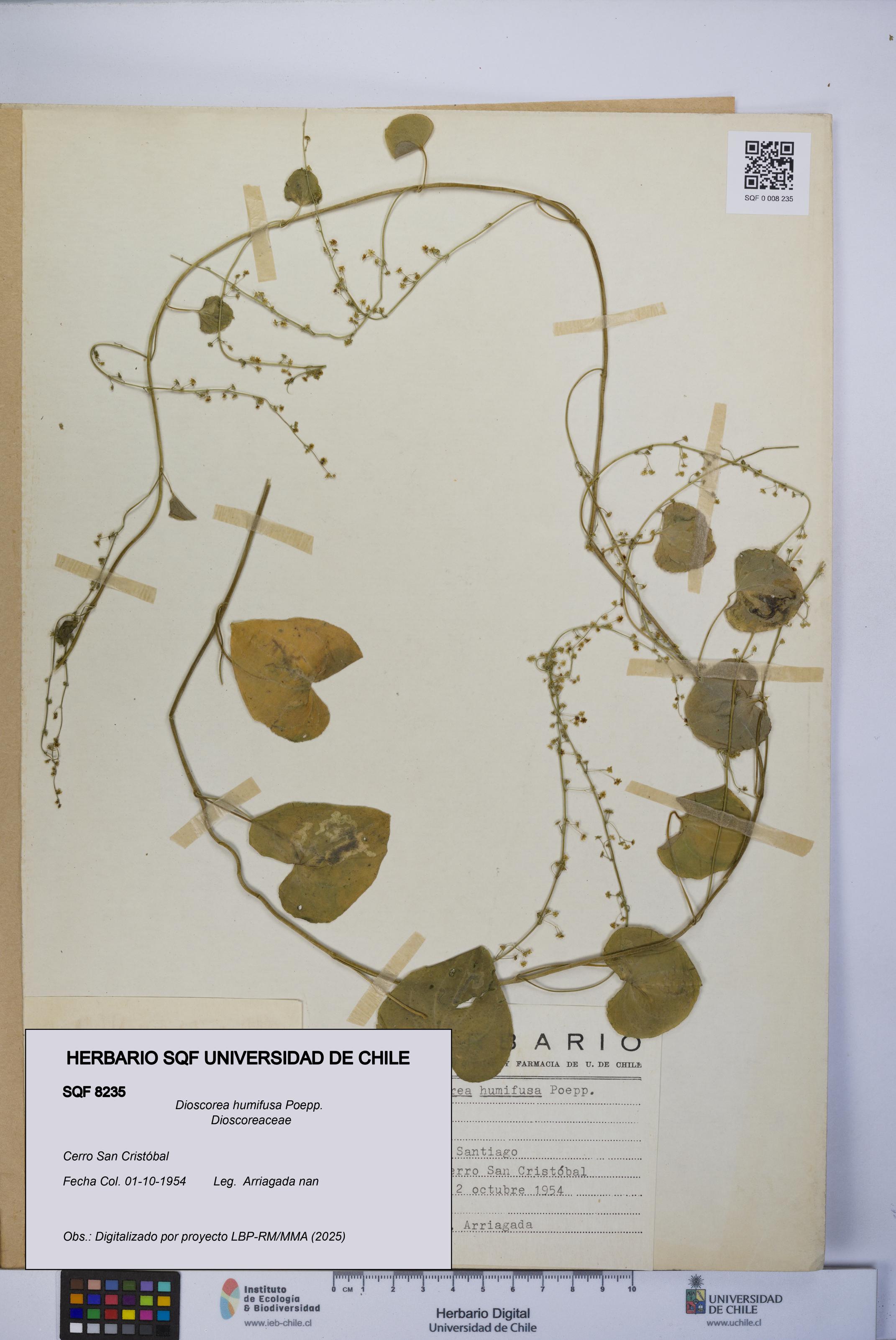Dioscorea humifusa [Espécimen: UCH:SQF:0008235]