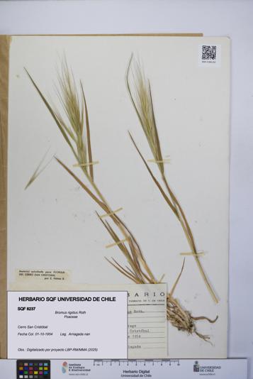 Bromus rigidus [Espécimen: UCH:SQF:0008237]