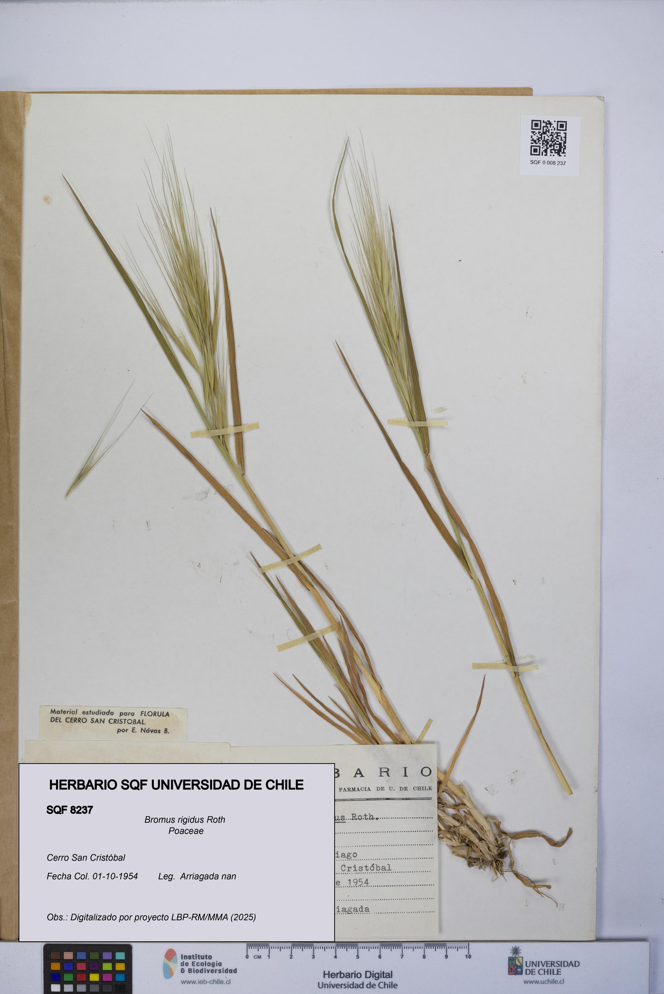 Bromus rigidus [Espécimen: UCH:SQF:0008237]