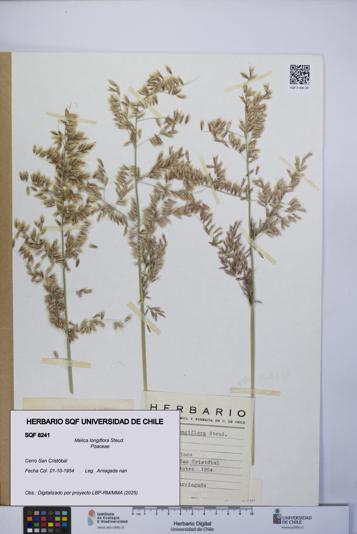 Melica longiflora [Espécimen: UCH:SQF:0008241]