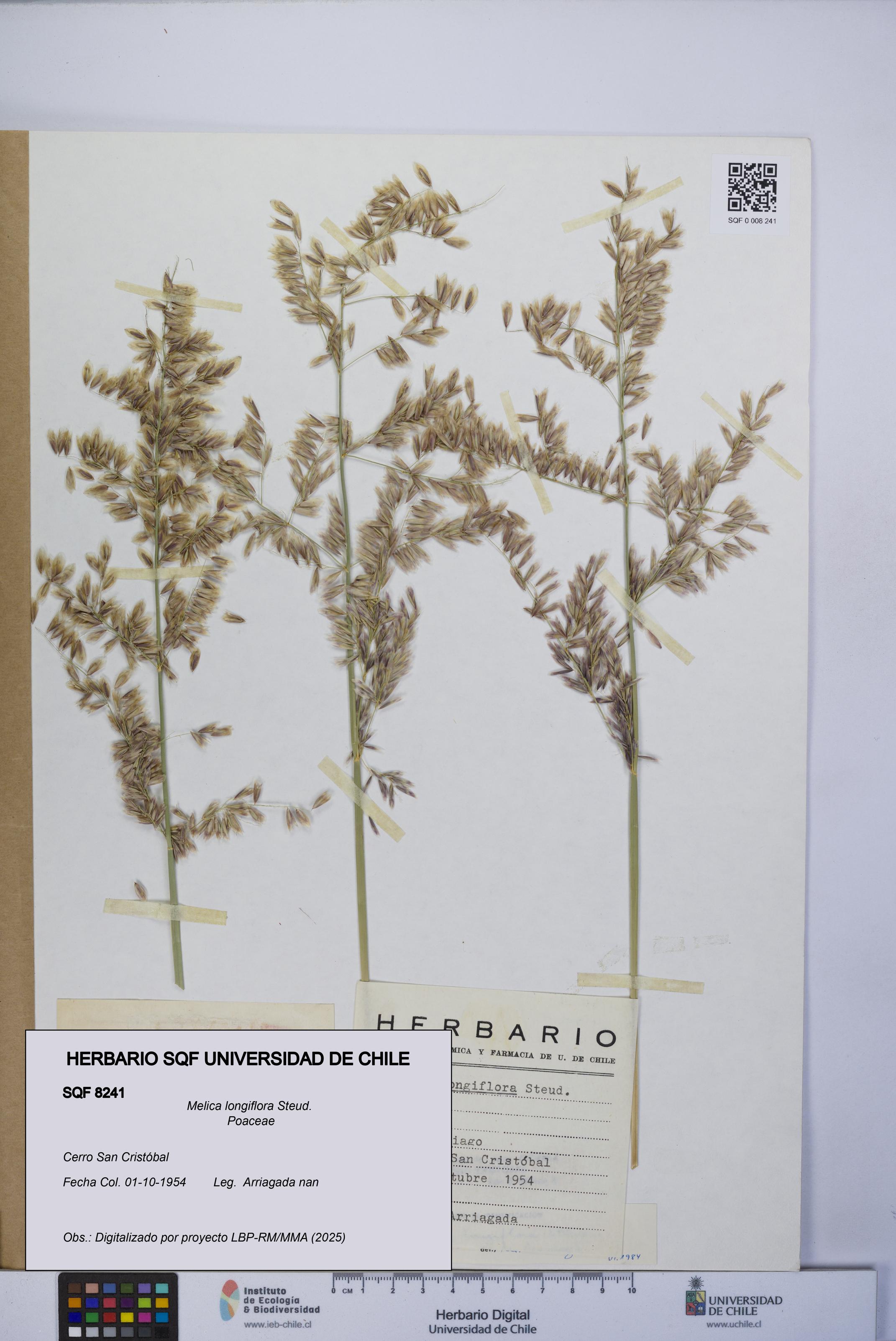 Melica longiflora [Espécimen: UCH:SQF:0008241]
