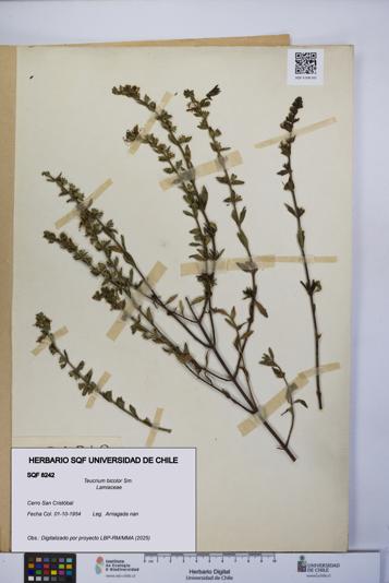 Teucrium bicolor [Espécimen: UCH:SQF:0008242]