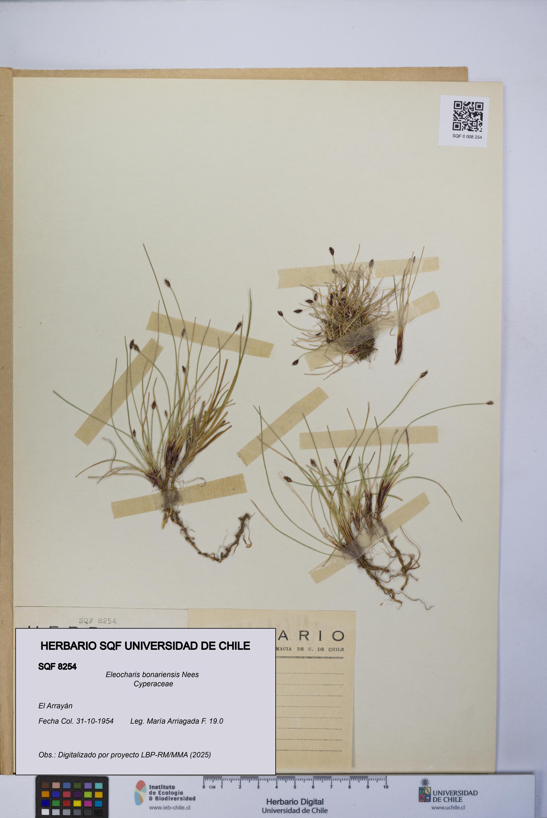 Eleocharis bonariensis [Espécimen: UCH:SQF:0008254]