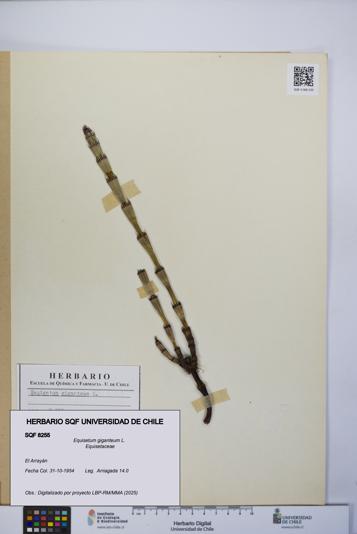 Equisetum giganteum [Espécimen: UCH:SQF:0008255]