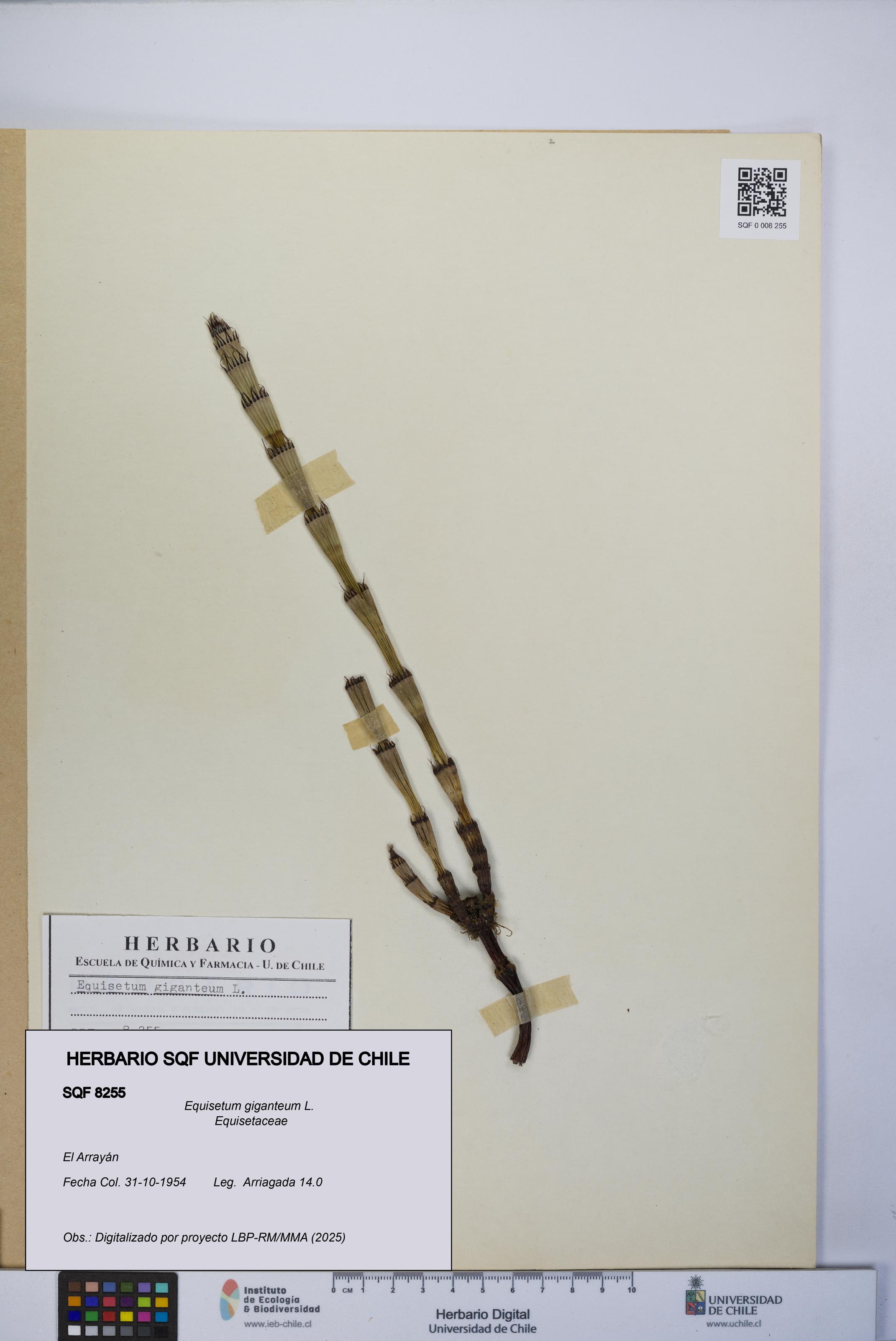 Equisetum giganteum [Espécimen: UCH:SQF:0008255]