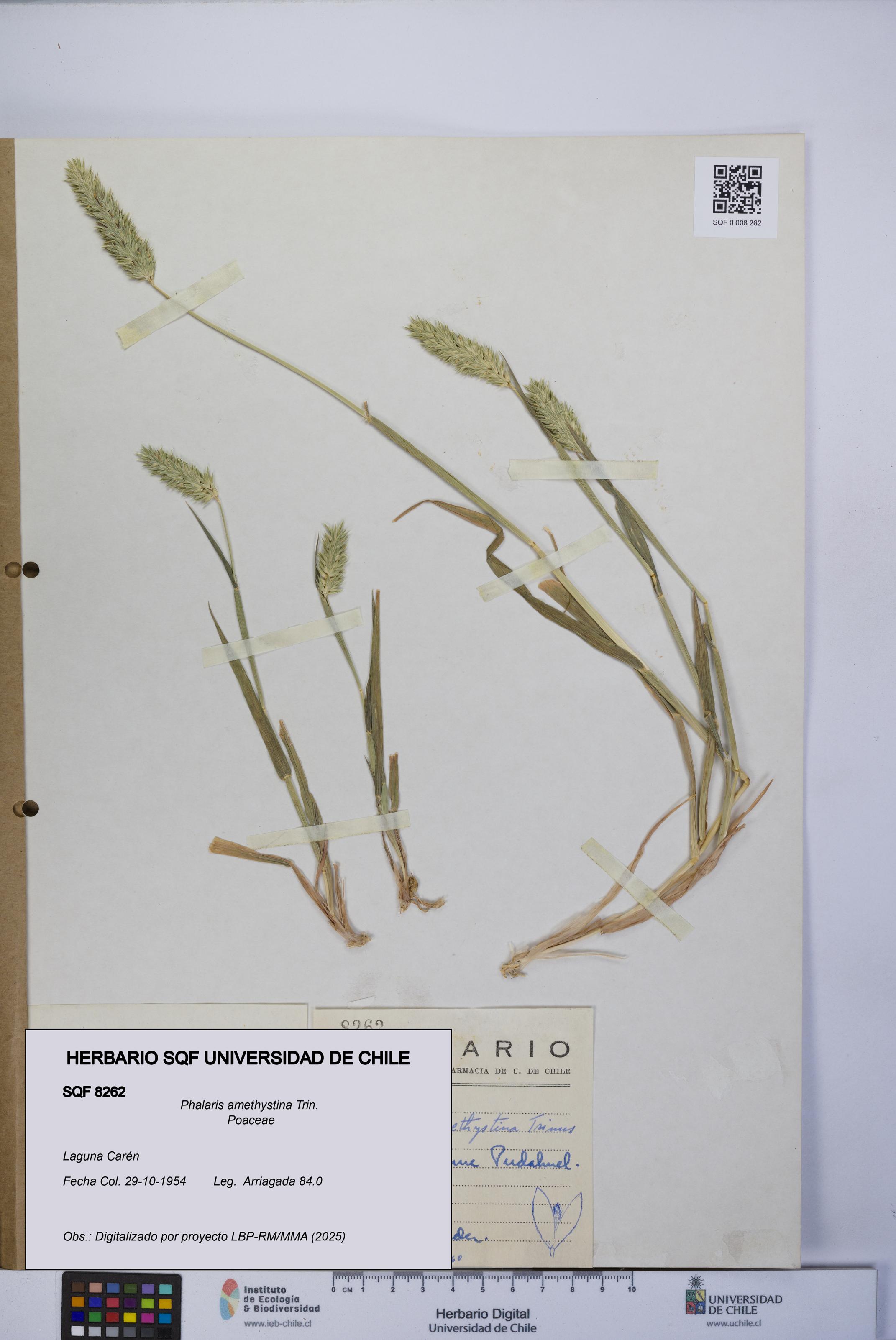 Phalaris amethystina [Espécimen: UCH:SQF:0008262]