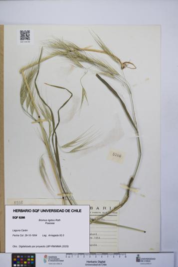 Bromus rigidus [Espécimen: UCH:SQF:0008266]