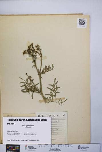 Ruta chalepensis [Espécimen: UCH:SQF:0008273]