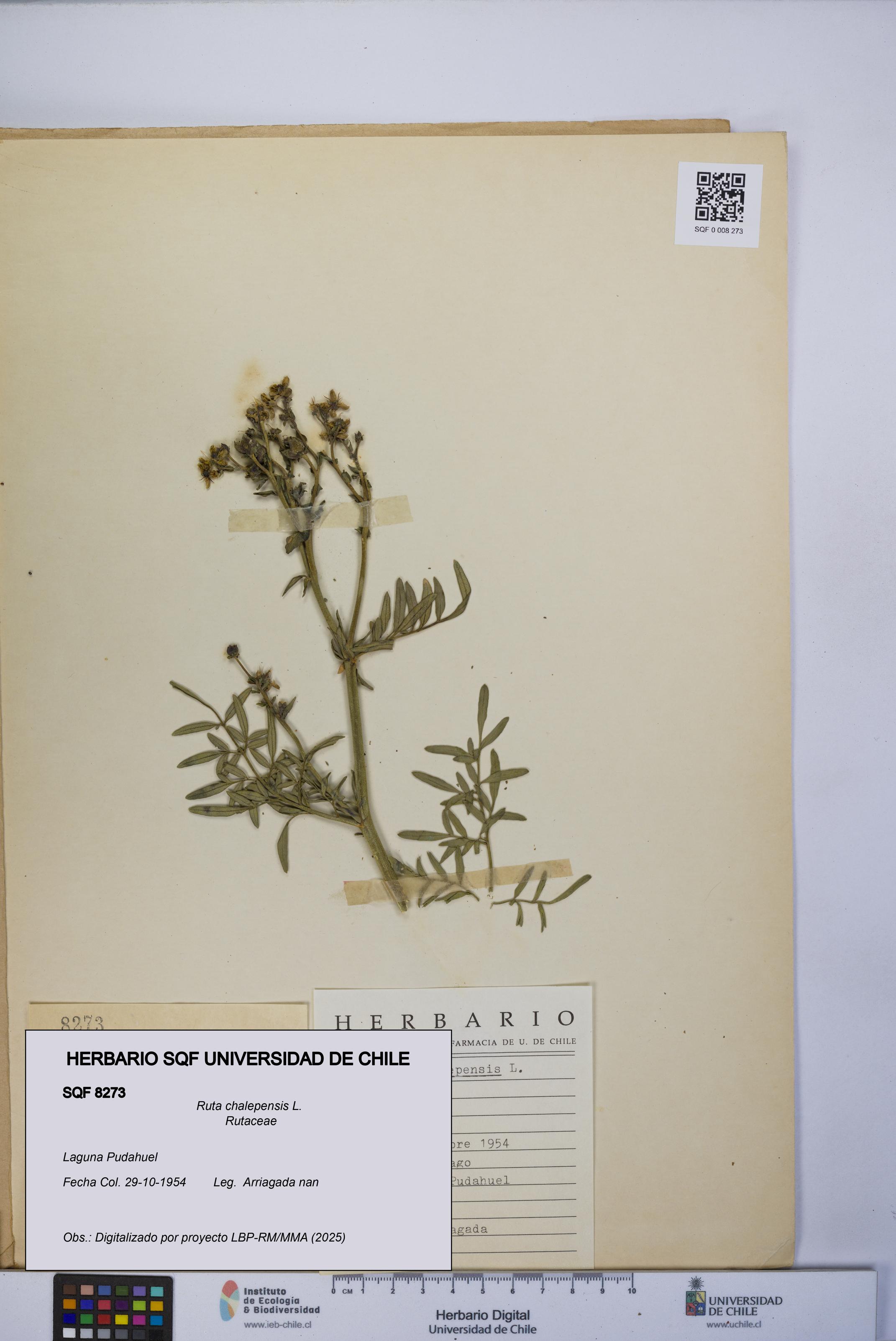 Ruta chalepensis [Espécimen: UCH:SQF:0008273]