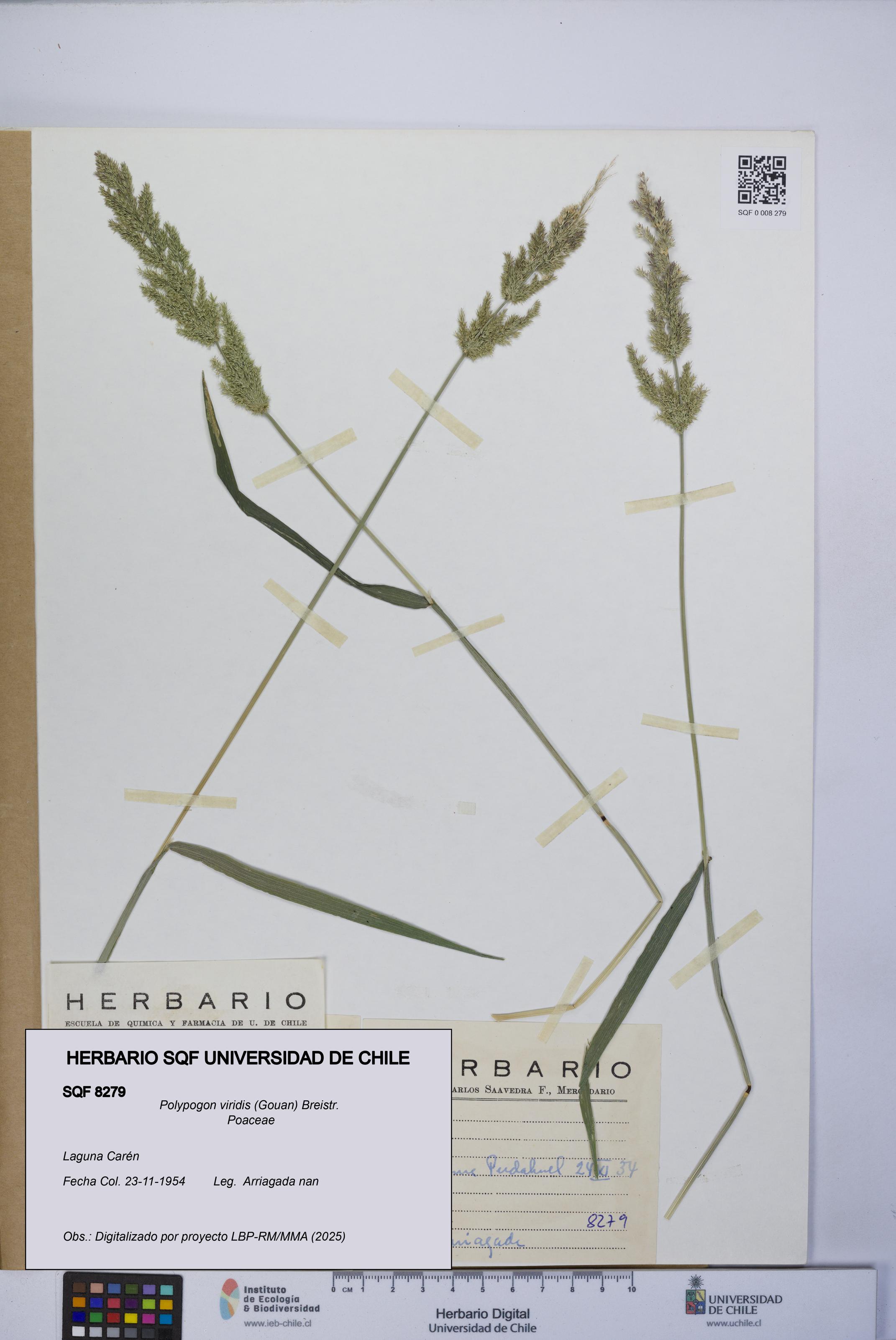 Polypogon viridis [Espécimen: UCH:SQF:0008279]