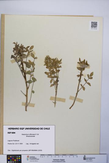 Nasturtium officinale [Espécimen: UCH:SQF:0008284]