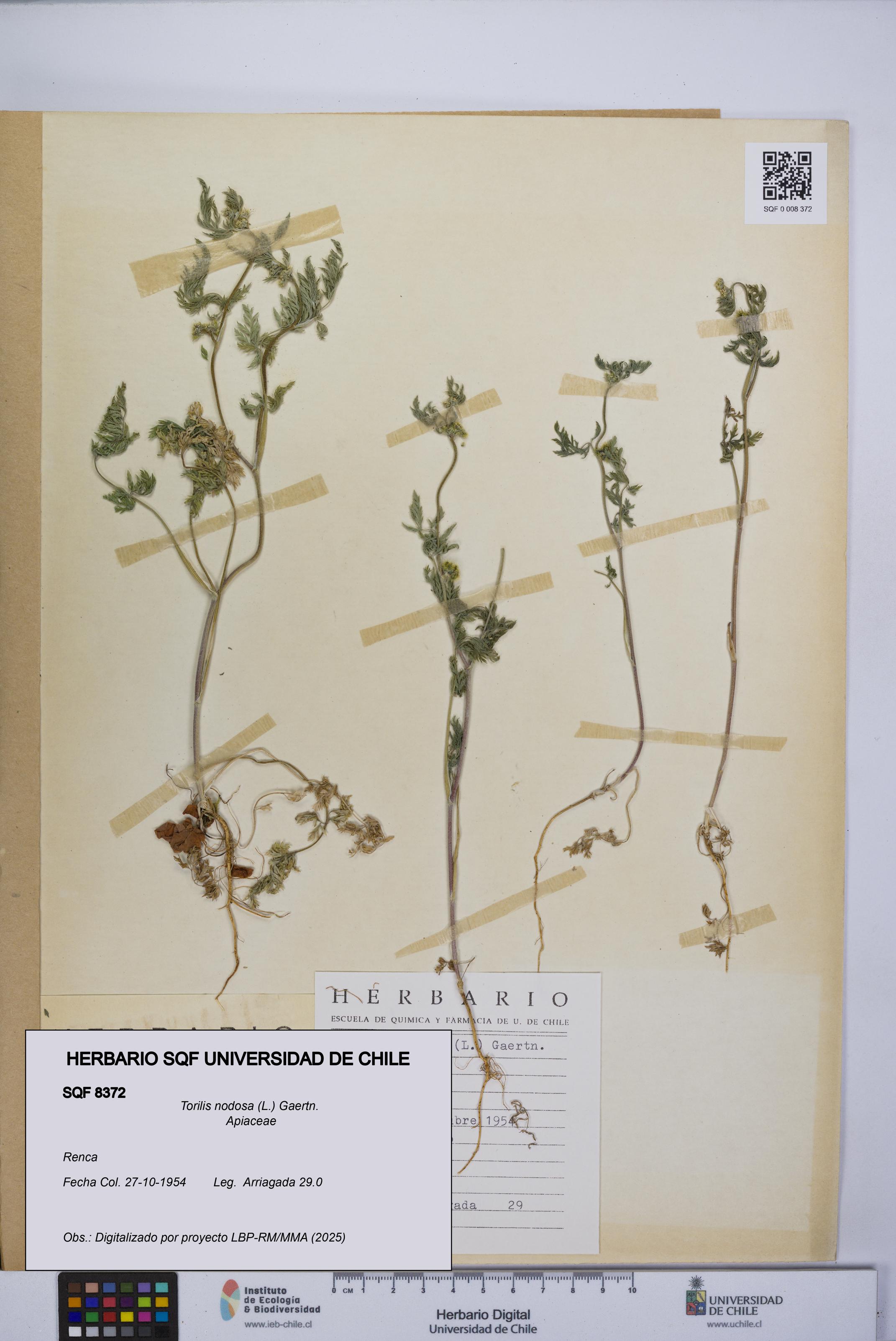 Torilis nodosa [Espécimen: UCH:SQF:0008372]