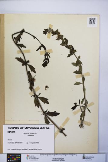 Teucrium bicolor [Espécimen: UCH:SQF:0008377]