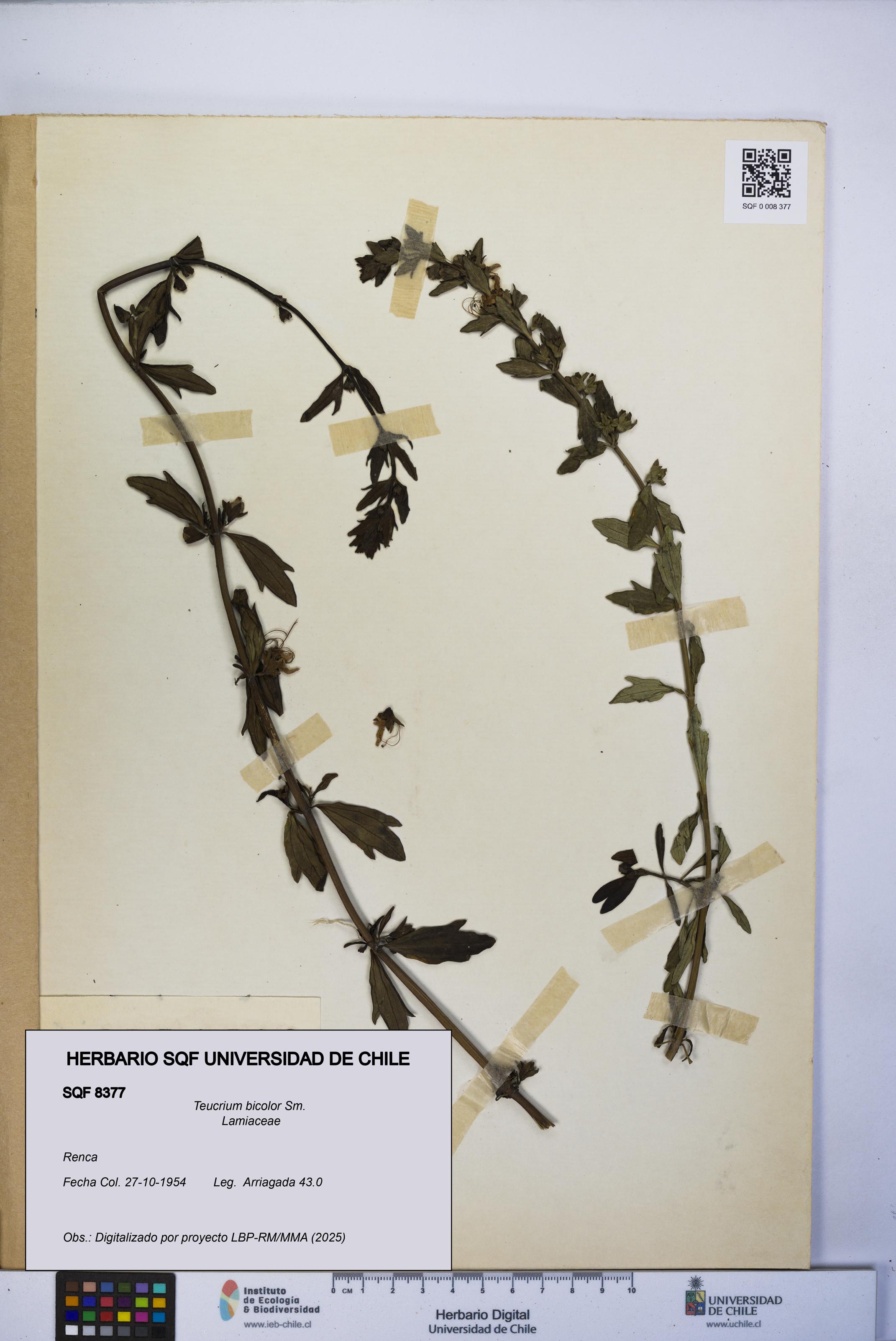 Teucrium bicolor [Espécimen: UCH:SQF:0008377]