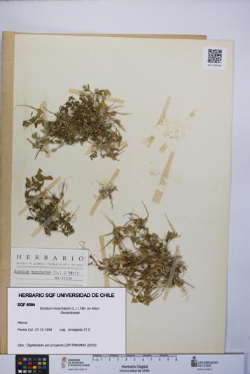 Erodium moschatum [Espécimen: UCH:SQF:0008384]