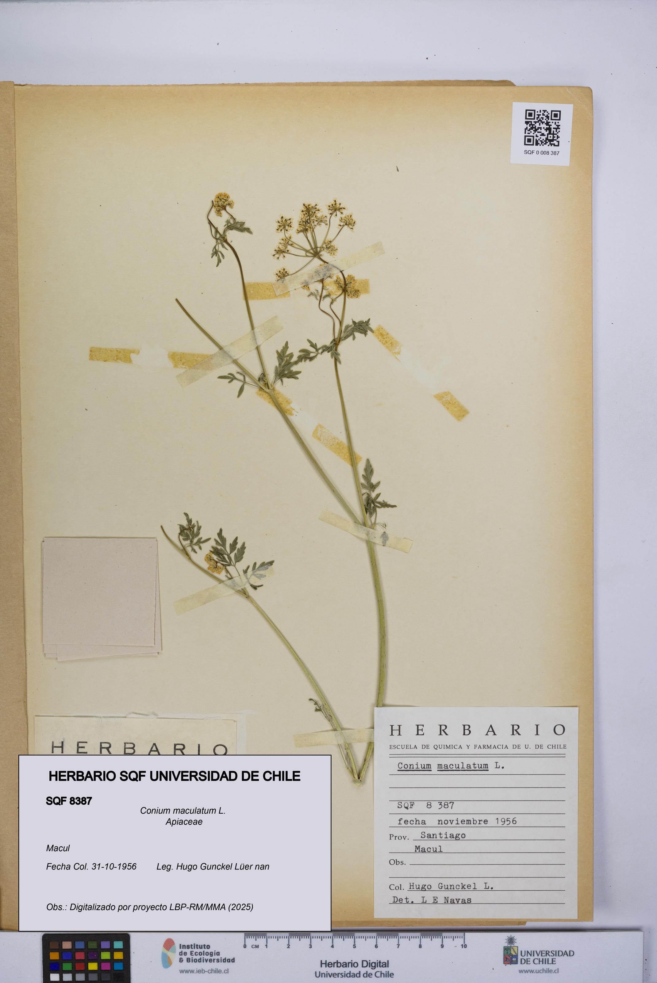 Conium maculatum [Espécimen: UCH:SQF:0008387]