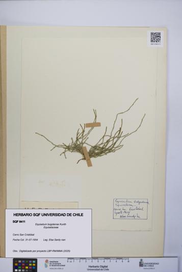 Equisetum bogotense [Espécimen: UCH:SQF:0008411]