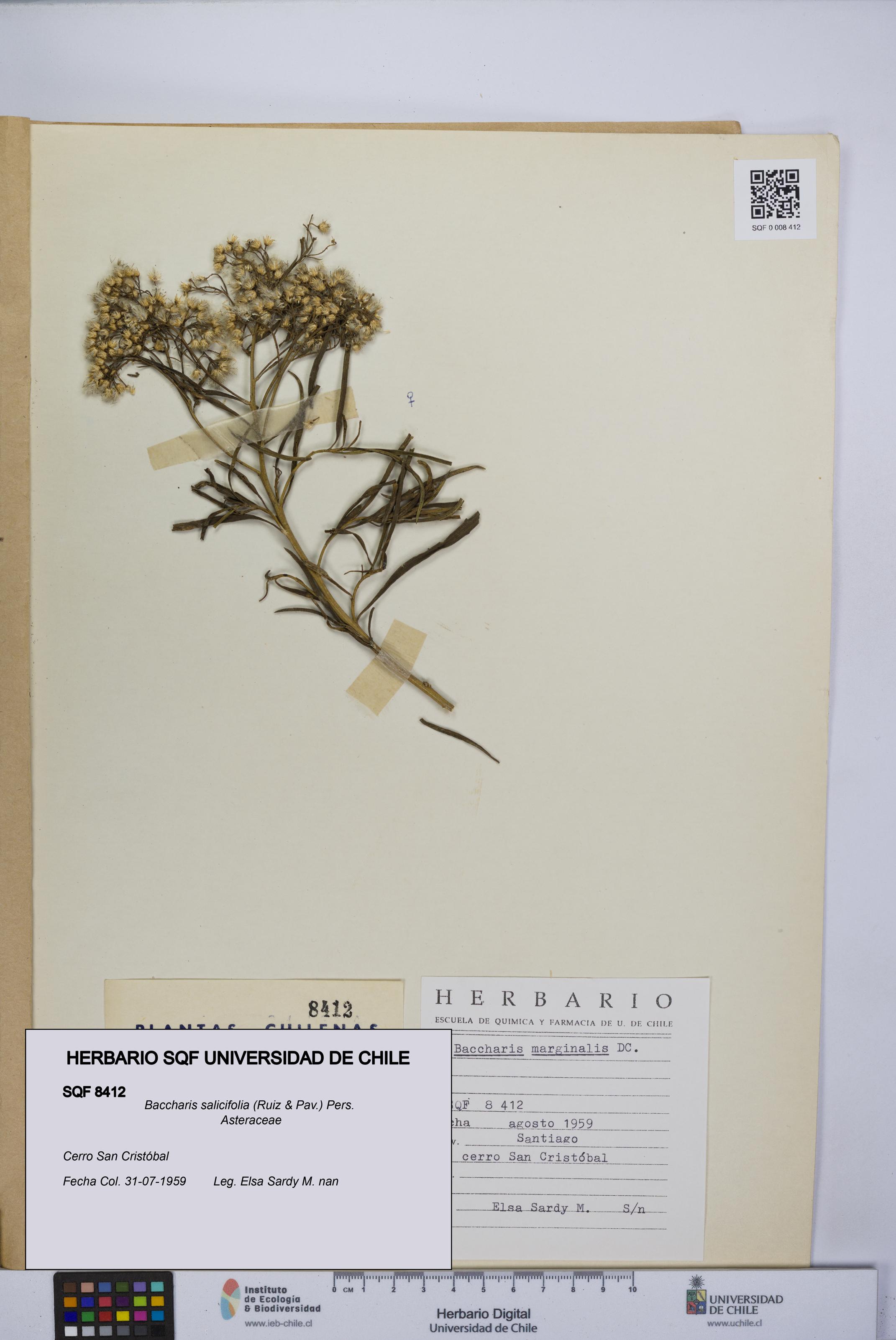 Baccharis salicifolia [Espécimen: UCH:SQF:0008412]