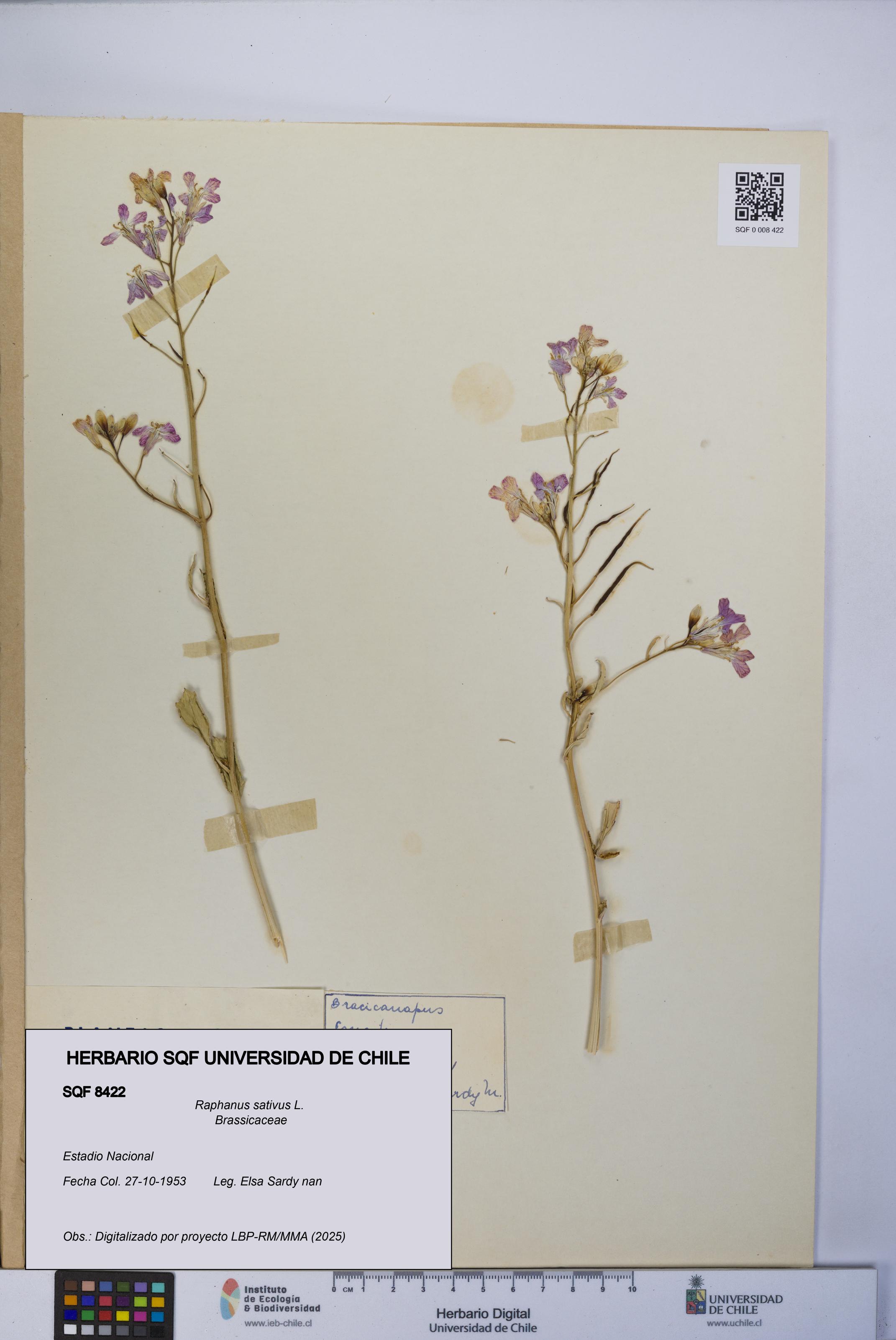 Raphanus sativus [Espécimen: UCH:SQF:0008422]