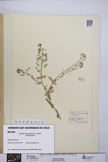 Capsella bursa-pastoris [Espécimen: UCH:SQF:0008424]