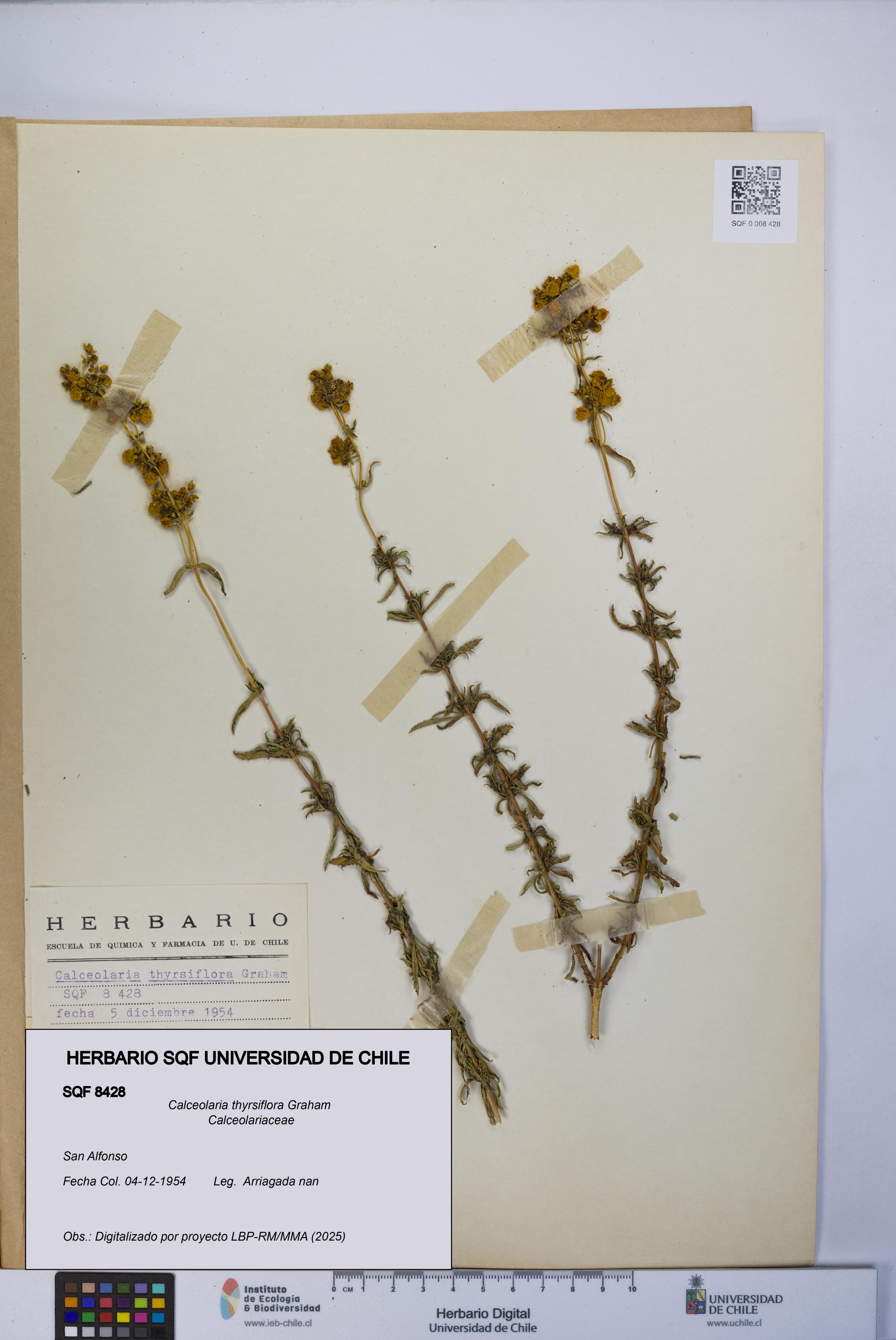 Calceolaria thyrsiflora [Espécimen: UCH:SQF:0008428]