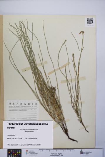 Equisetum bogotense [Espécimen: UCH:SQF:0008431]