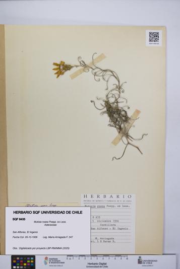 Mutisia rosea [Espécimen: UCH:SQF:0008433]