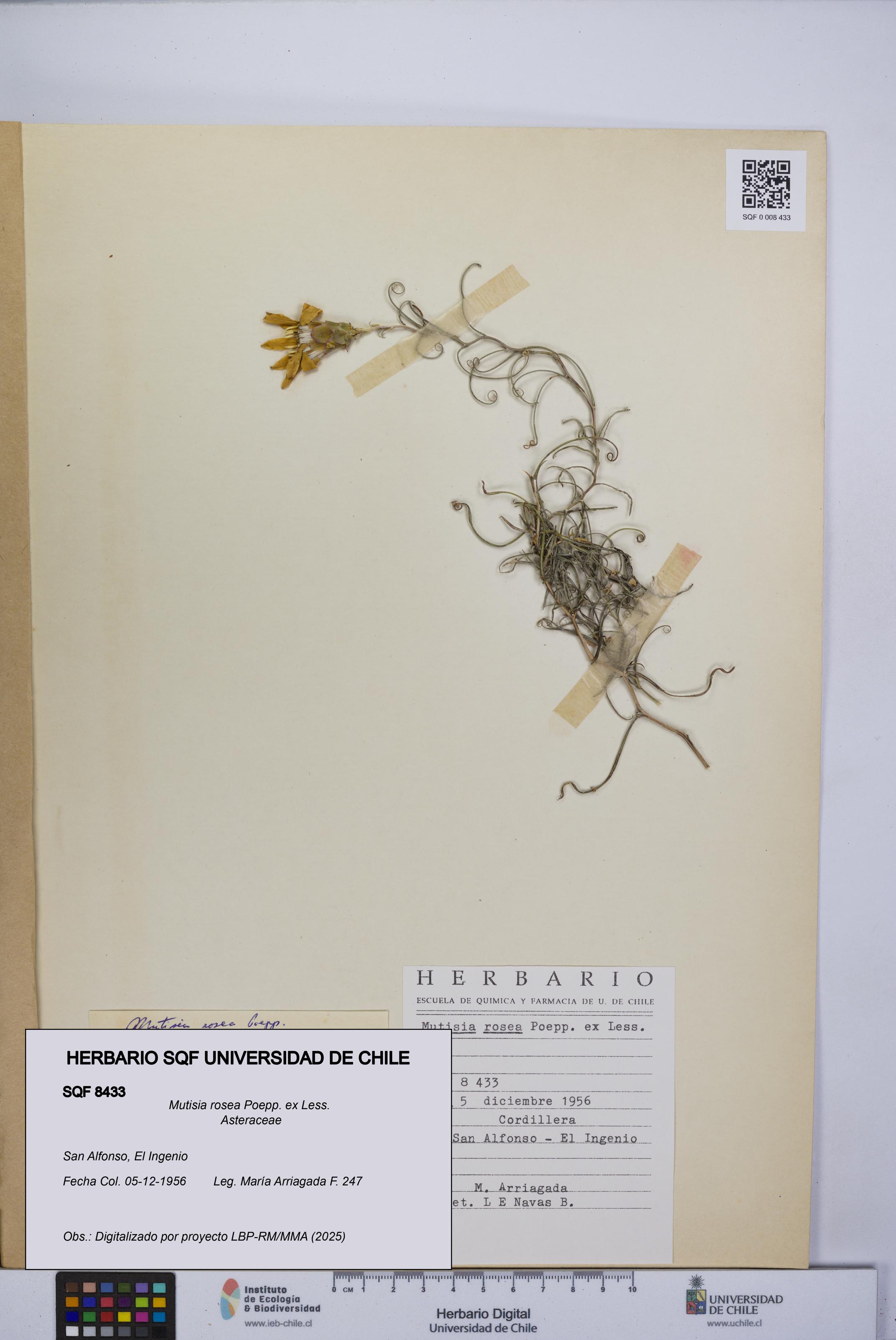 Mutisia rosea [Espécimen: UCH:SQF:0008433]