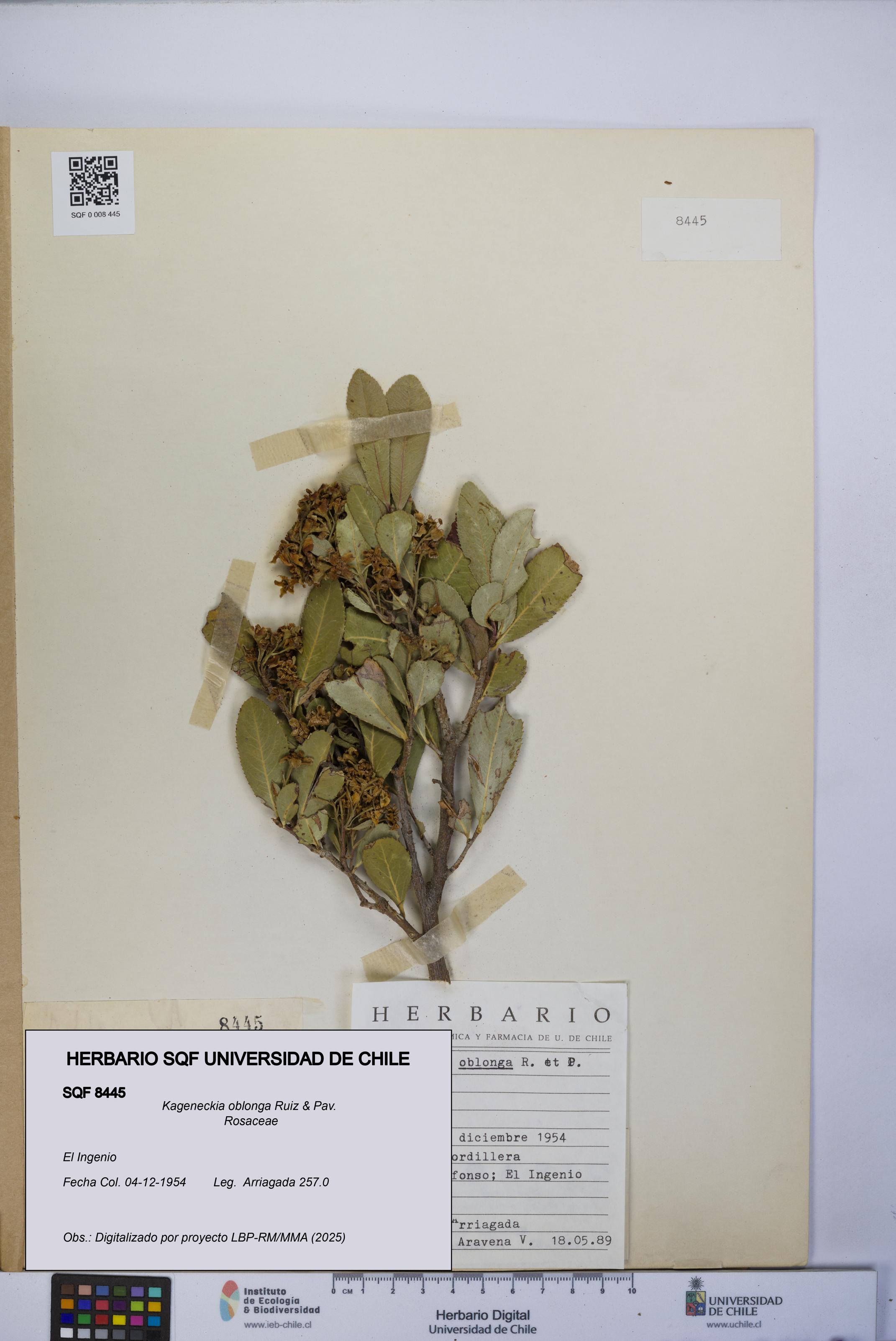 Kageneckia oblonga [Espécimen: UCH:SQF:0008445]