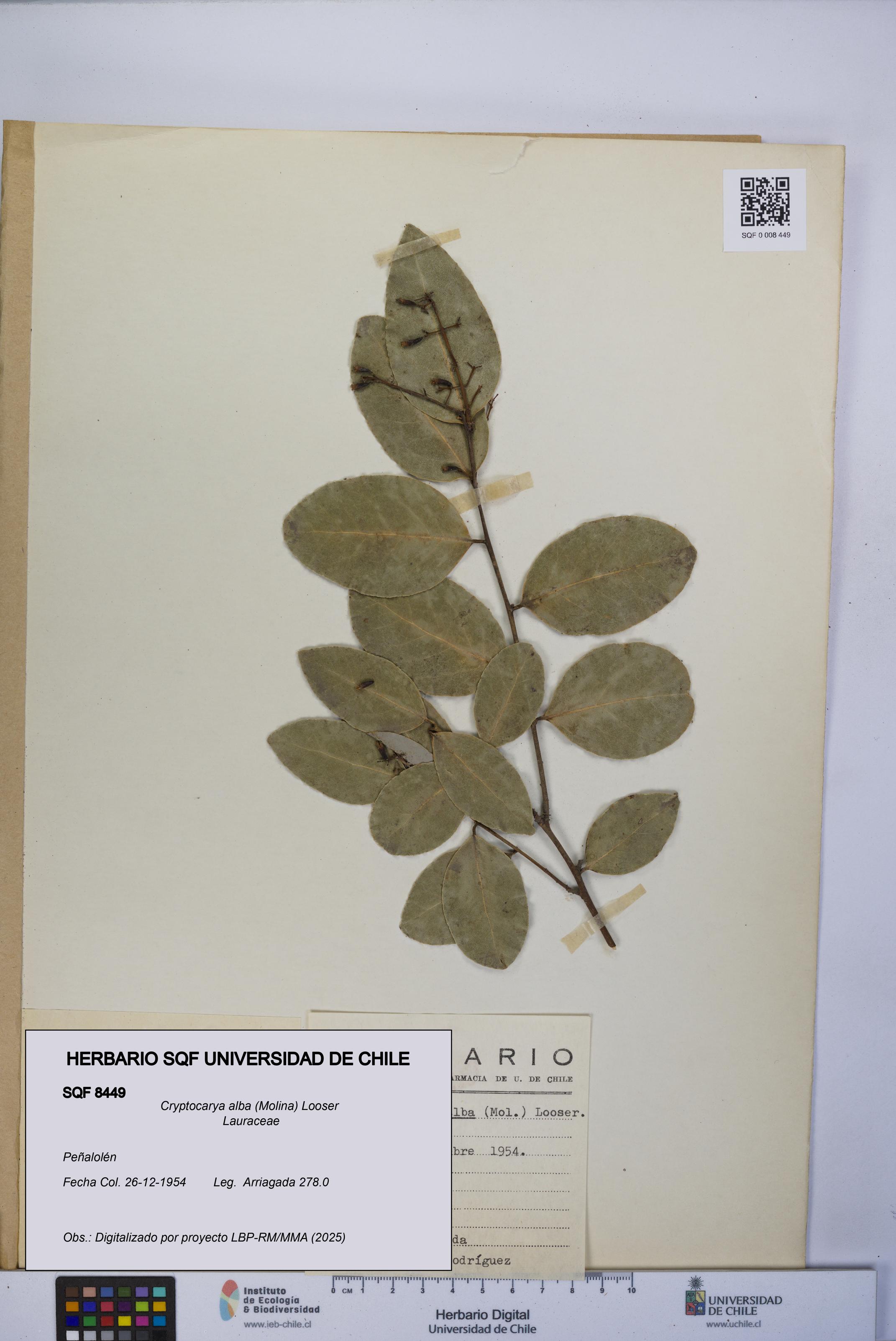 Cryptocarya alba [Espécimen: UCH:SQF:0008449]