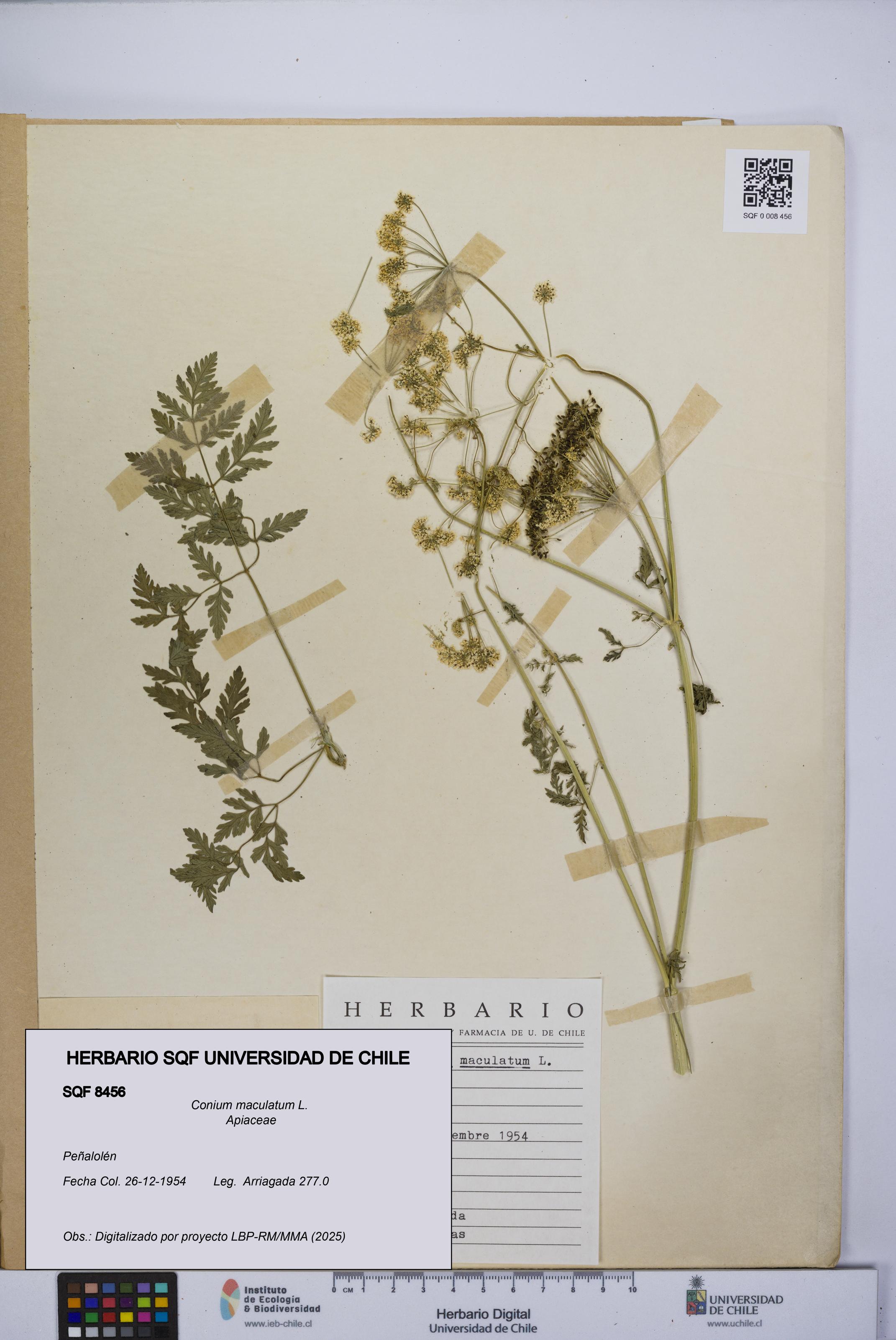 Conium maculatum [Espécimen: UCH:SQF:0008456]
