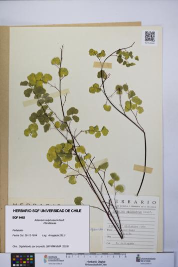 Adiantum sulphureum [Espécimen: UCH:SQF:0008462]