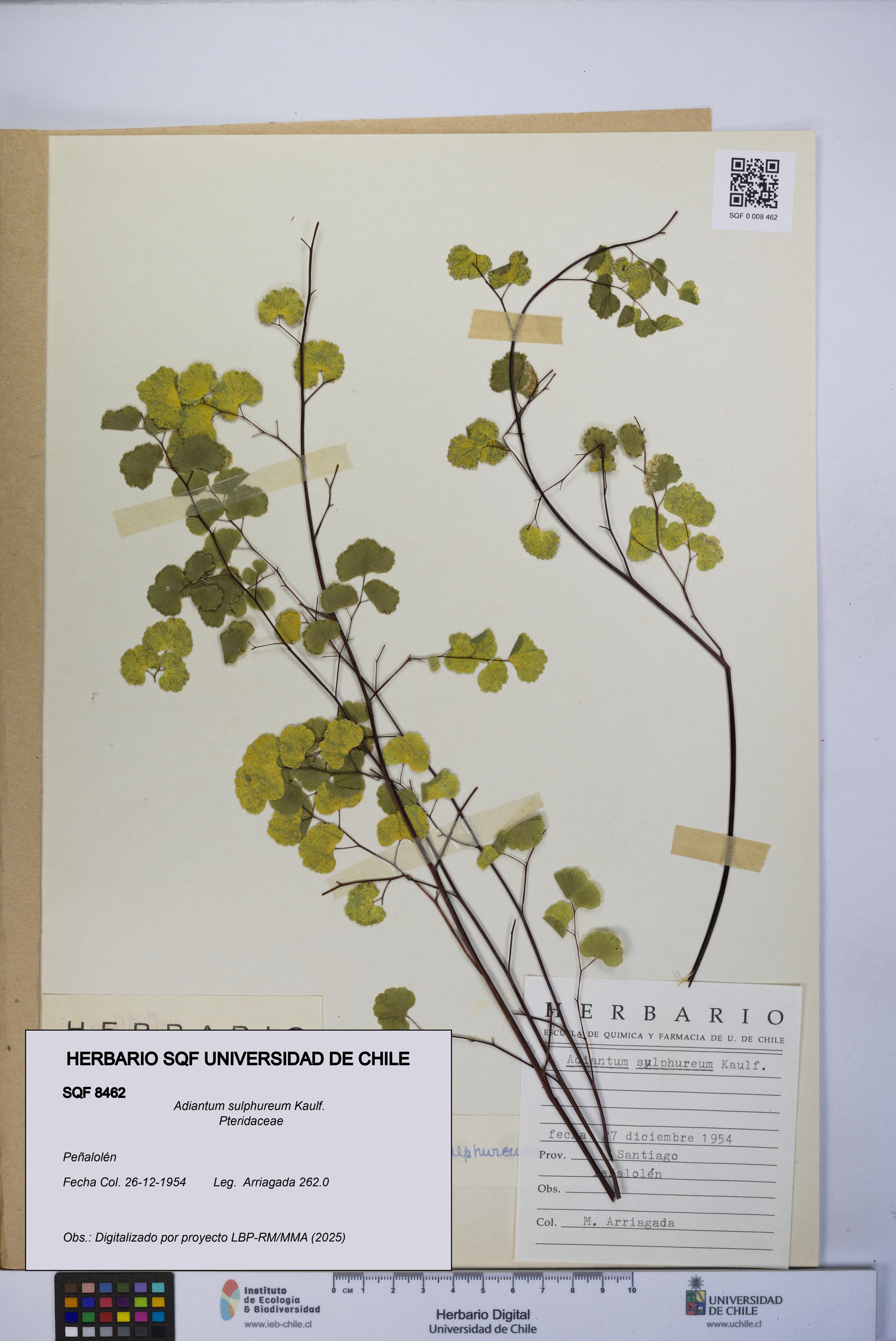 Adiantum sulphureum [Espécimen: UCH:SQF:0008462]