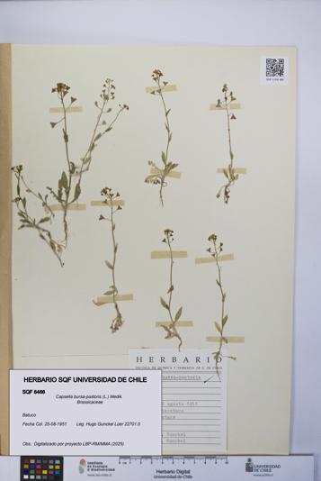 Capsella bursa-pastoris [Espécimen: UCH:SQF:0008466]