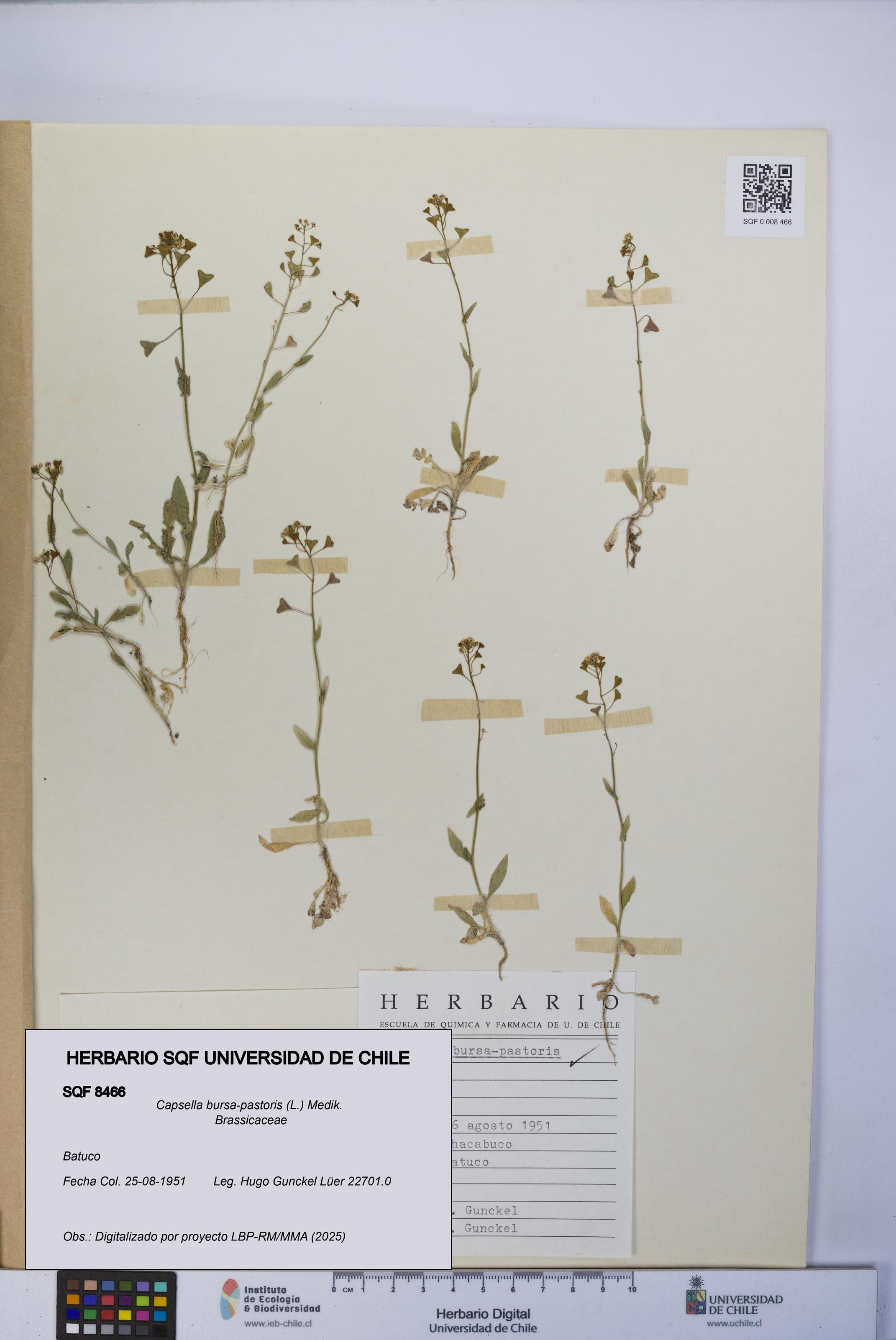 Capsella bursa-pastoris [Espécimen: UCH:SQF:0008466]