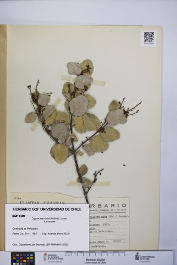 Cryptocarya alba [Espécimen: UCH:SQF:0008469]