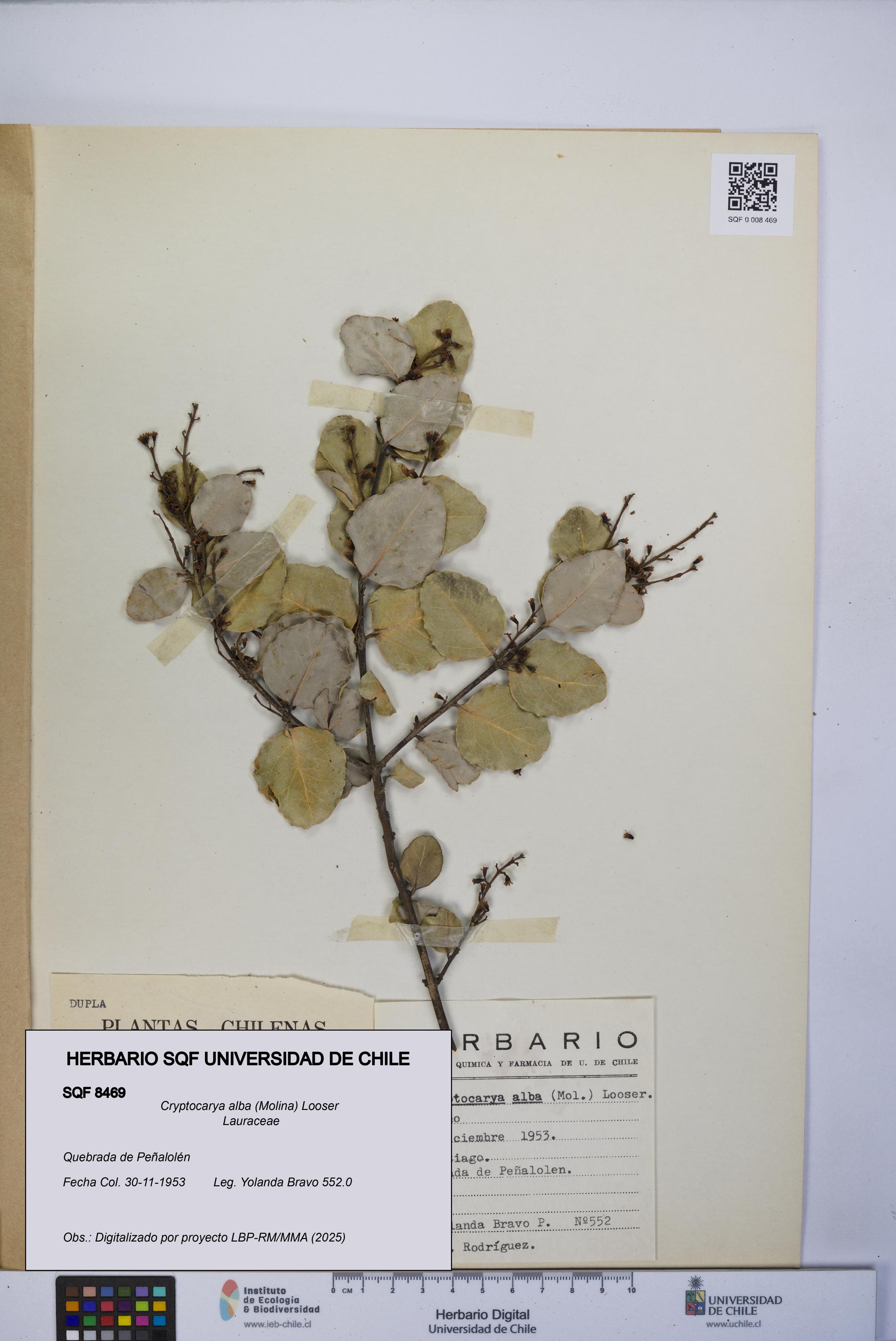 Cryptocarya alba [Espécimen: UCH:SQF:0008469]