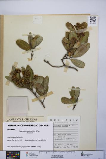 Kageneckia oblonga [Espécimen: UCH:SQF:0008472]