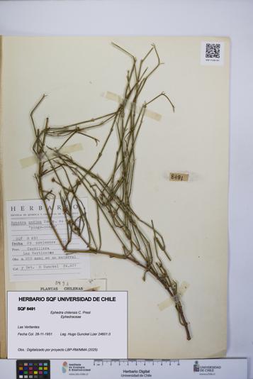 Ephedra chilensis [Espécimen: UCH:SQF:0008491]