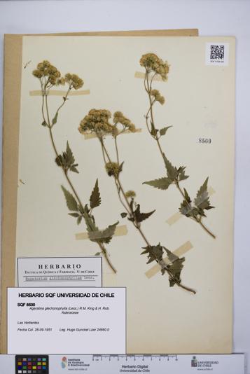 Ageratina glechonophylla [Espécimen: UCH:SQF:0008500]