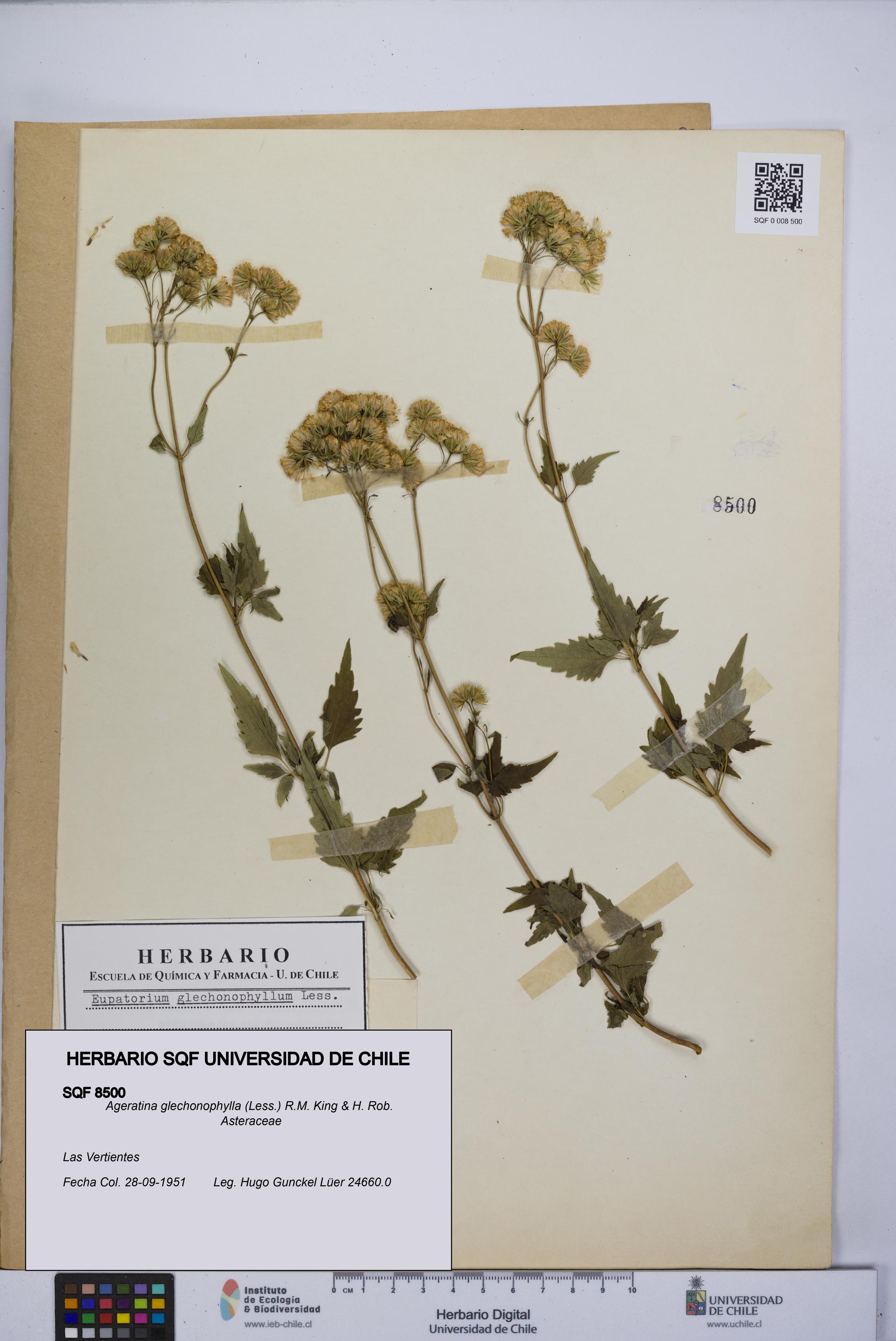 Ageratina glechonophylla [Espécimen: UCH:SQF:0008500]