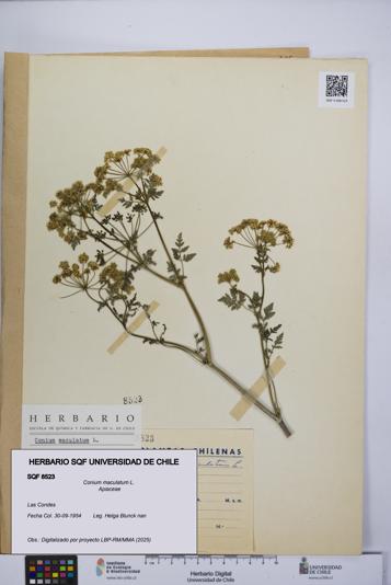 Conium maculatum [Espécimen: UCH:SQF:0008523]