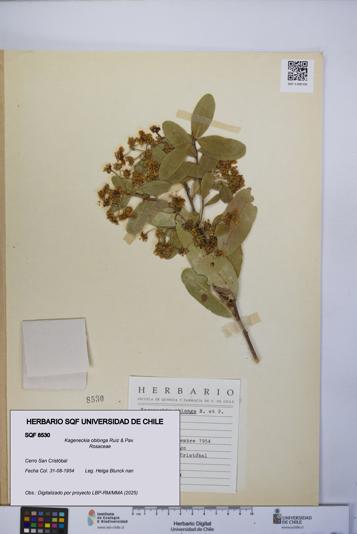 Kageneckia oblonga [Espécimen: UCH:SQF:0008530]