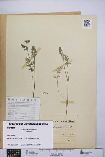 Scandix pecten-veneris [Espécimen: UCH:SQF:0008546]